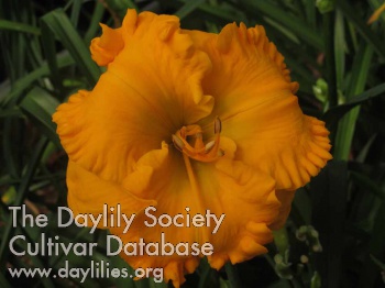 Daylily The Wealth of Gold